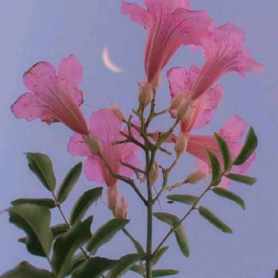 蓝月战神手游九游版下载